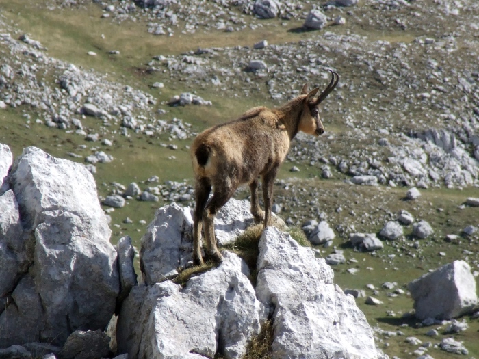 Camoscio d''Abruzzo Rupicapra pyrenaica ornata